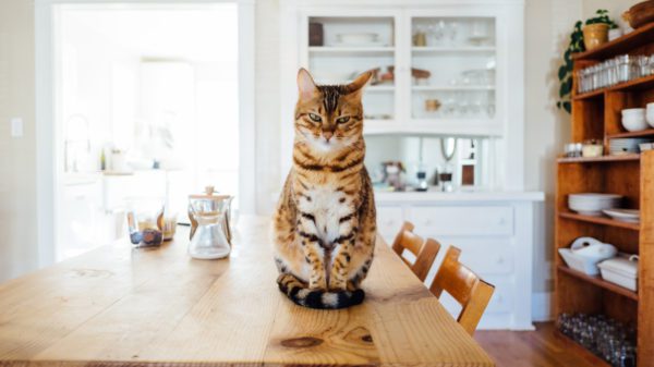 Young Entrepreneur Co-Founded a Company That Makes Human-Grade Cat Food