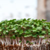 grow microgreens with the hamama grow kit