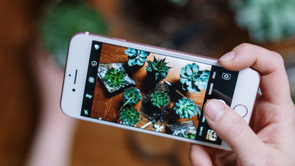 person taking a picture of their succulent plants
