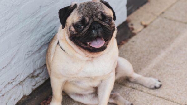 Pug sitting and smiling.