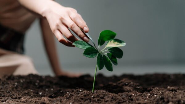 Person reaching for green plant in pile of dirt.