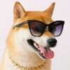 A Shiba Inu wearing sunglasses and a gold chain,.