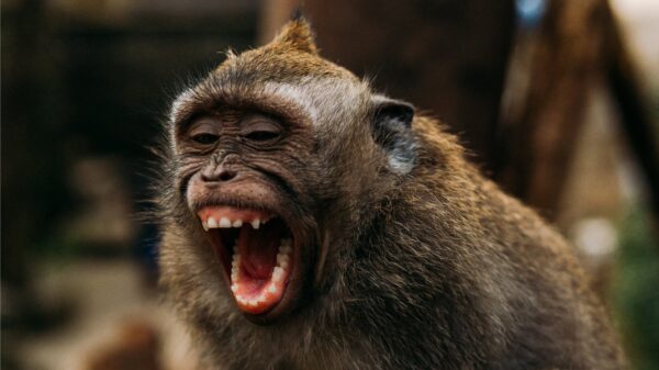 A smiling monkey.