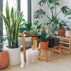 Potted plants inside a house.