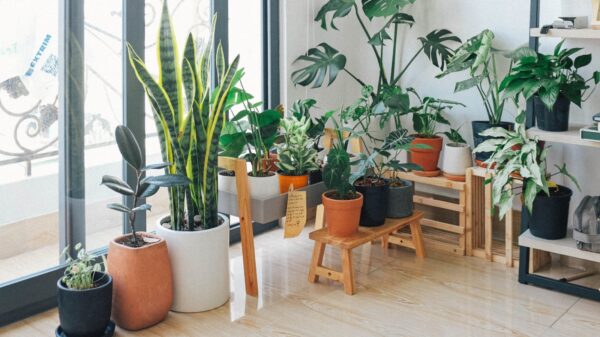 Potted plants inside a house.