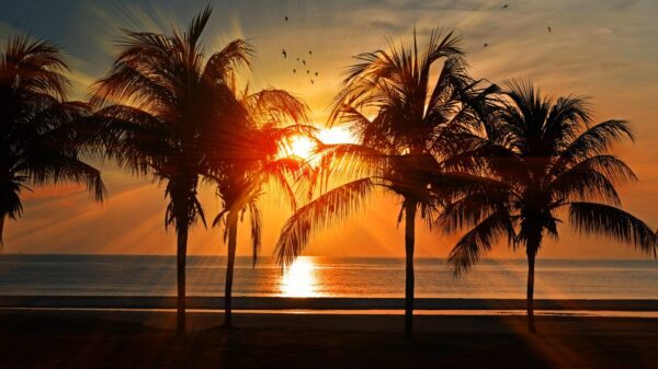 A sunset through palm trees.