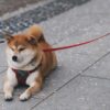A Shiba Inu dog on a leash.