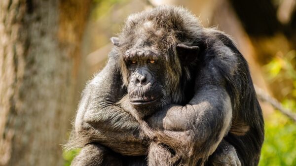 A chimpanzee sitting on a rock.