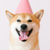 A shiba inu dog wearing a party hat.