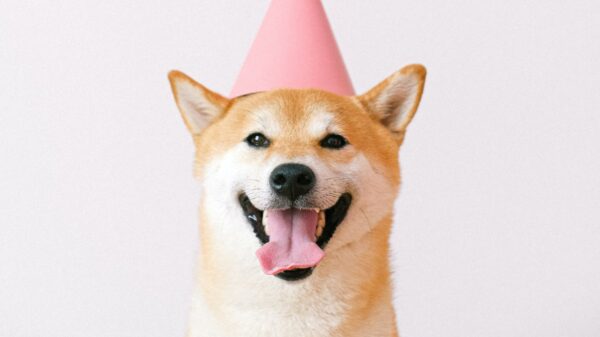 A shiba inu dog wearing a party hat.