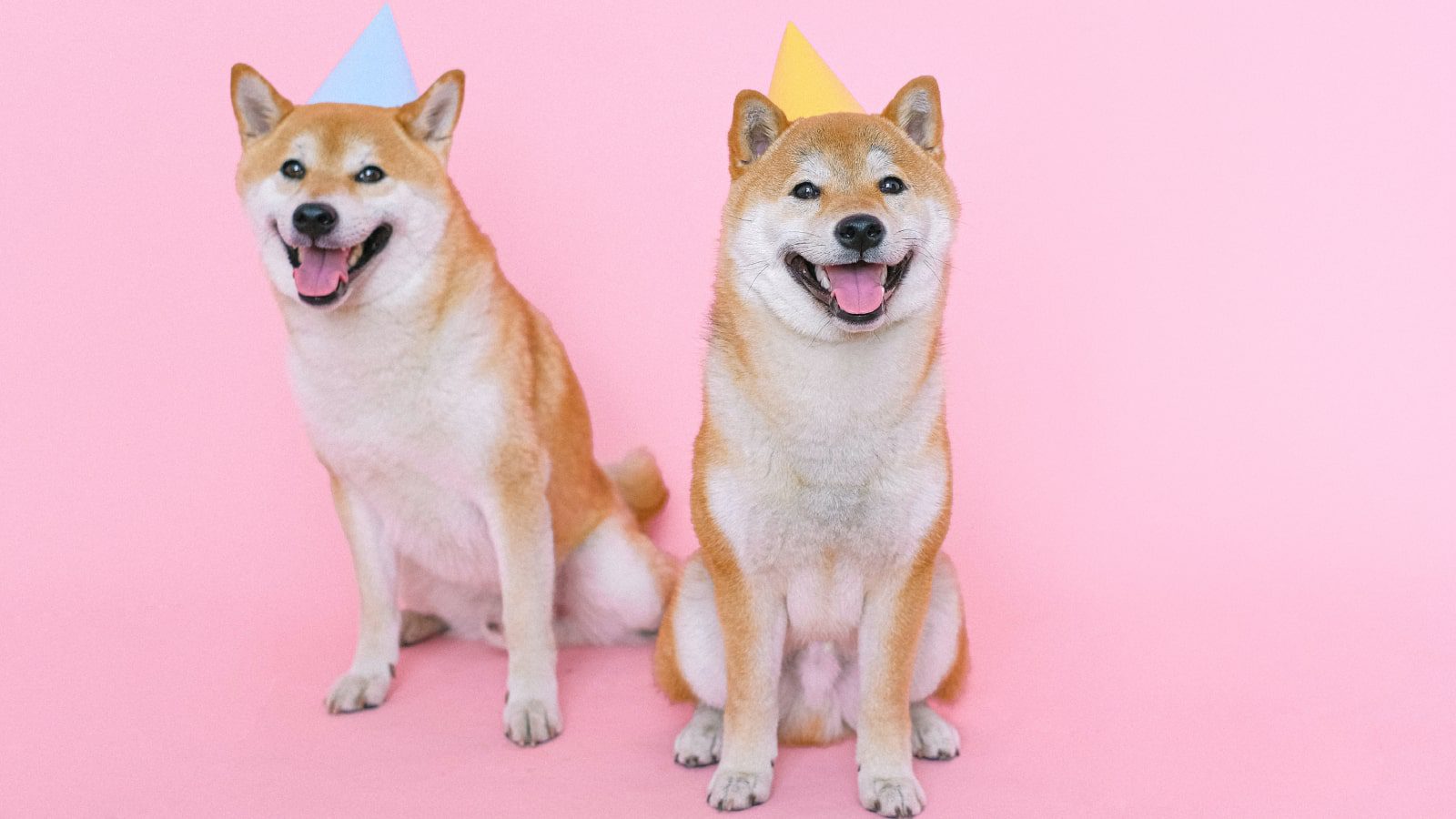 Two Shiba Inu dogs wearing party hats.