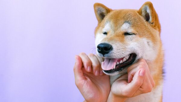 A Shiba Inu dog.