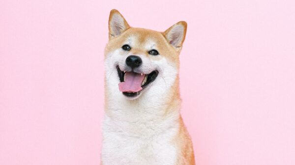 A smiling shiba inu dog.