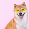 A Shiba Inu dog wearing yellow sunglasses.