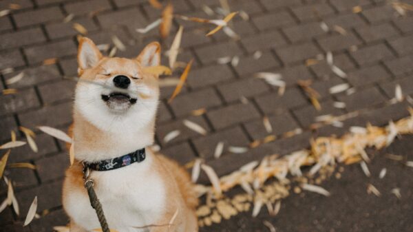Brown leaves falling on a shiba inu dog.
