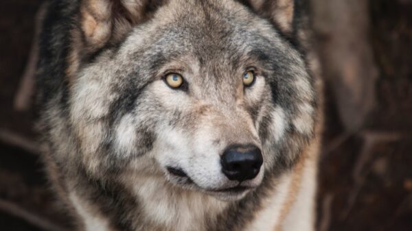A gray and white wolf.