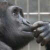 An ape touching its mouth.