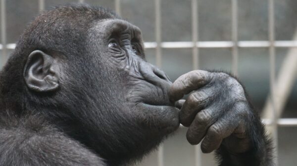 An ape touching its mouth.