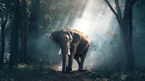 An elephant in sunlight.