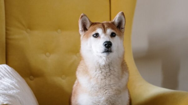 A shiba inu dog sitting on a yellow chair.