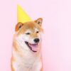 A Shiba Inu dog wearing a party hat.