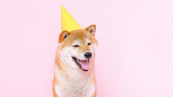 A Shiba Inu dog wearing a party hat.