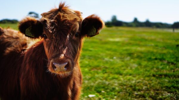 A brown cow in a field.